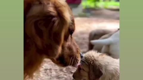 Funny Animals