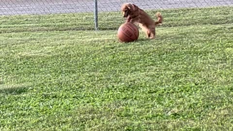 Dachshund Plays With Basketball