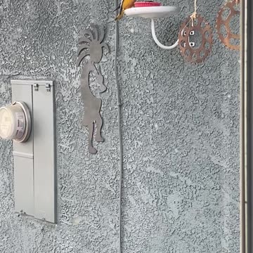 Baby male and mom oriole