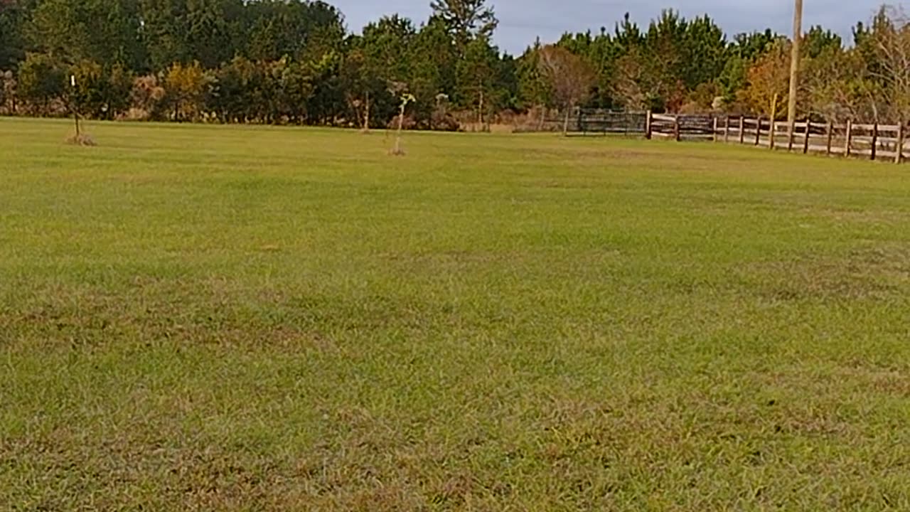 Bounding Florida Deer 🦌