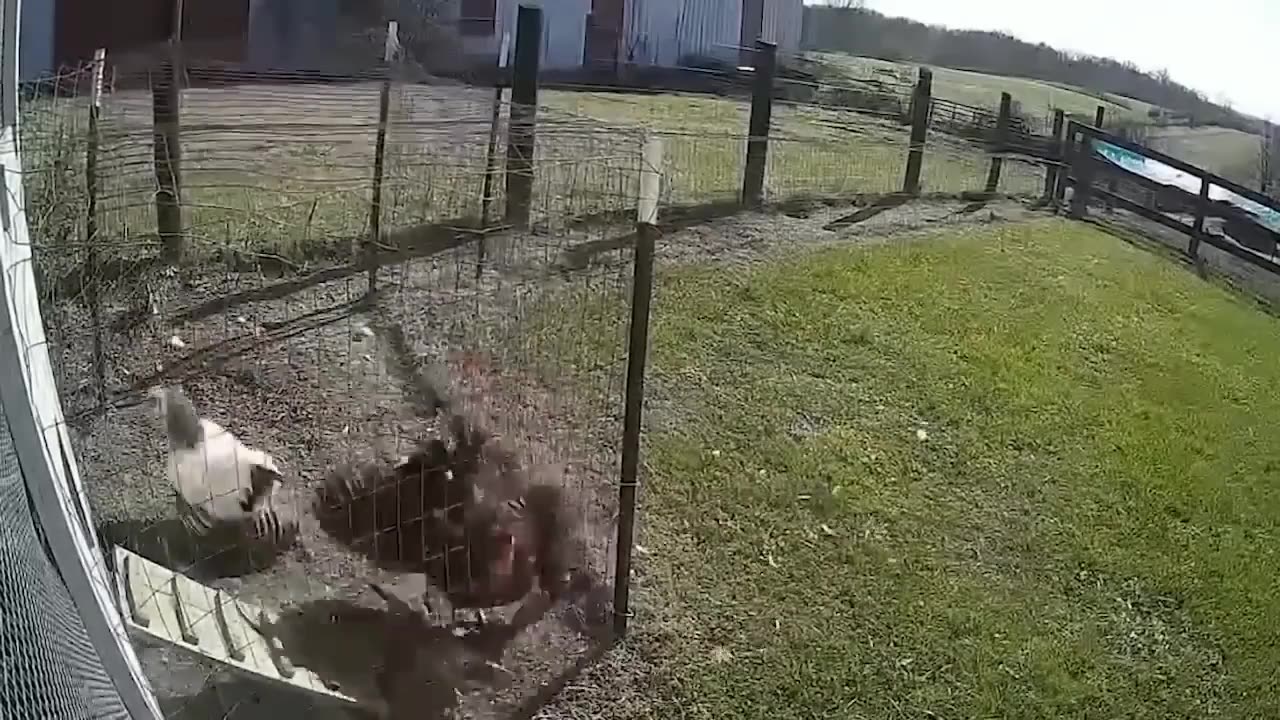 this snake is showing its anger to birds, look at the goal of this bird