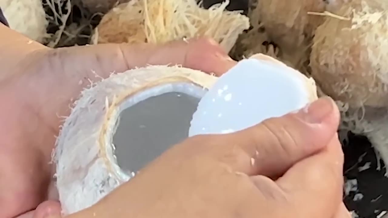 Coconut 🥥🥥🥥🥥🥥🥥