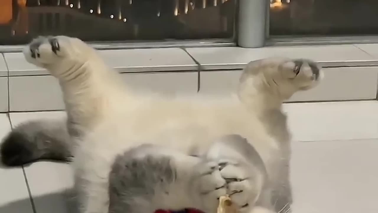 FUNNY & CUTE CATS