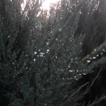 Water droplets on needles