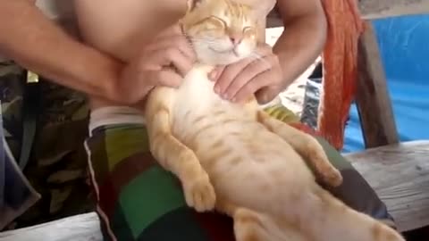 The Cat Masseuse: Thai Cat Massage Mastery