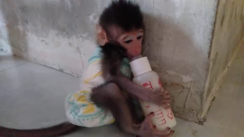 Baby Monkey If you drink milk, you can't be bothered