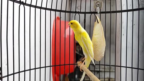 Scot Fancy Canary