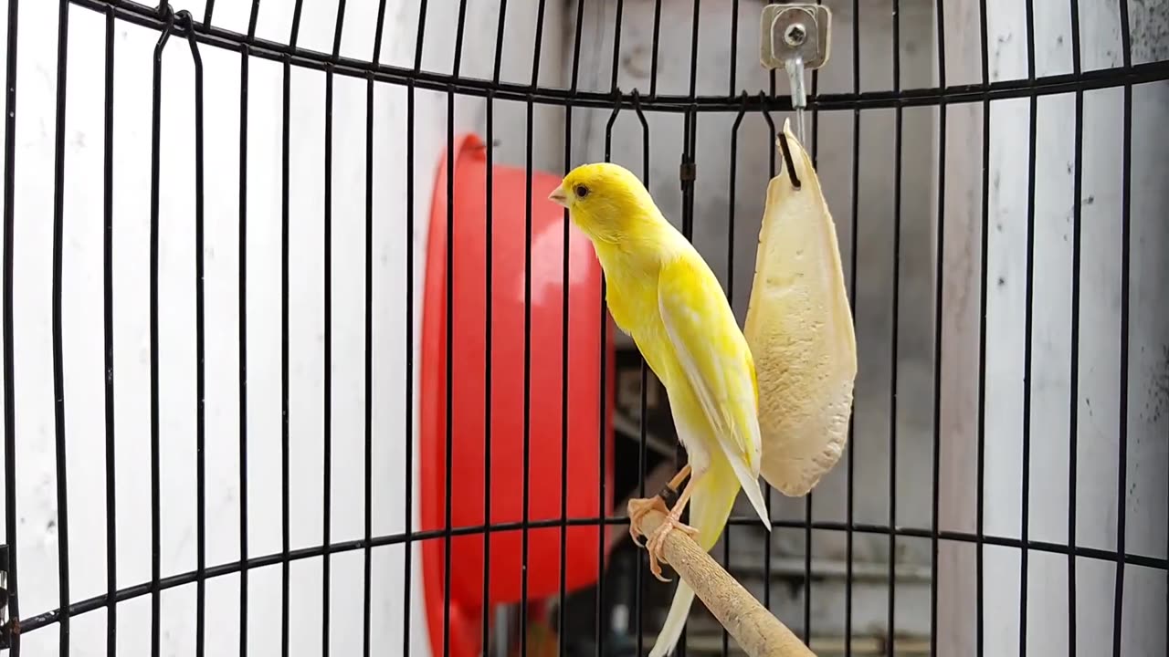 Scot Fancy Canary