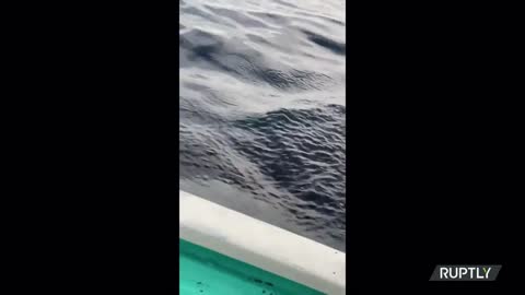 Killer whales give chase to Mexican fishermen boat in viral video