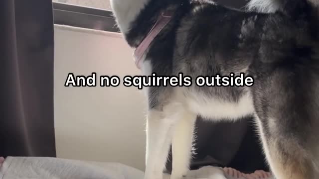 When meekathehusky wanna play with other kids😅