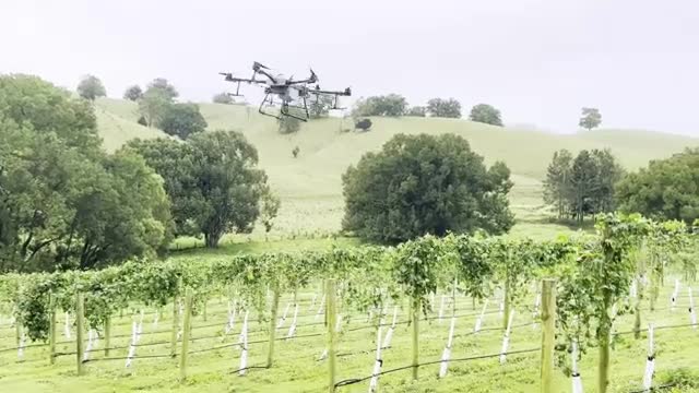 DJI Agras T30 Spraying Vines