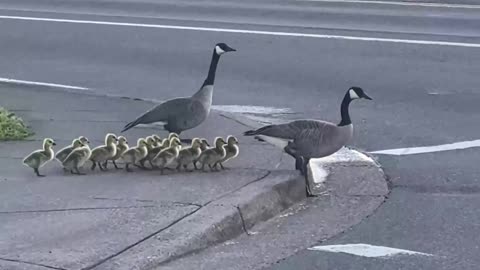 Canadian Goose Walk Chicks Across Freeway