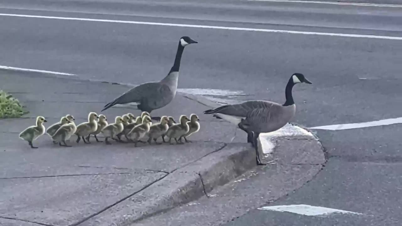 Canadian Goose Walk Chicks Across Freeway