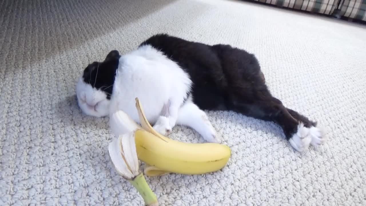 Sleeping rabbit wakes up at the smell of a banana