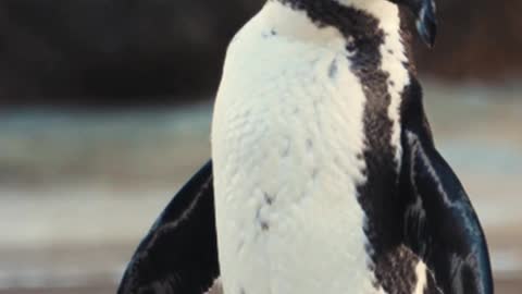 Cute penguin looking for friends