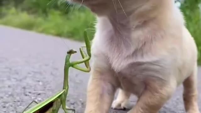 Small Puppy dog playing with Grasshopper