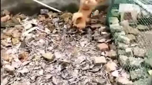 Chicken VS Dog FIGHT-funny dog fight videos