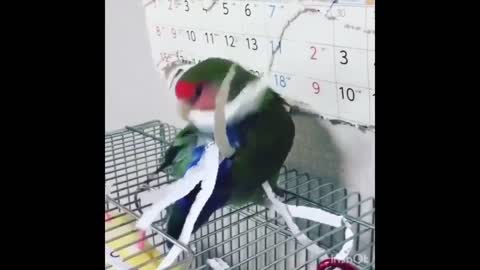 Funny Parrots Videos Compilation cute moments