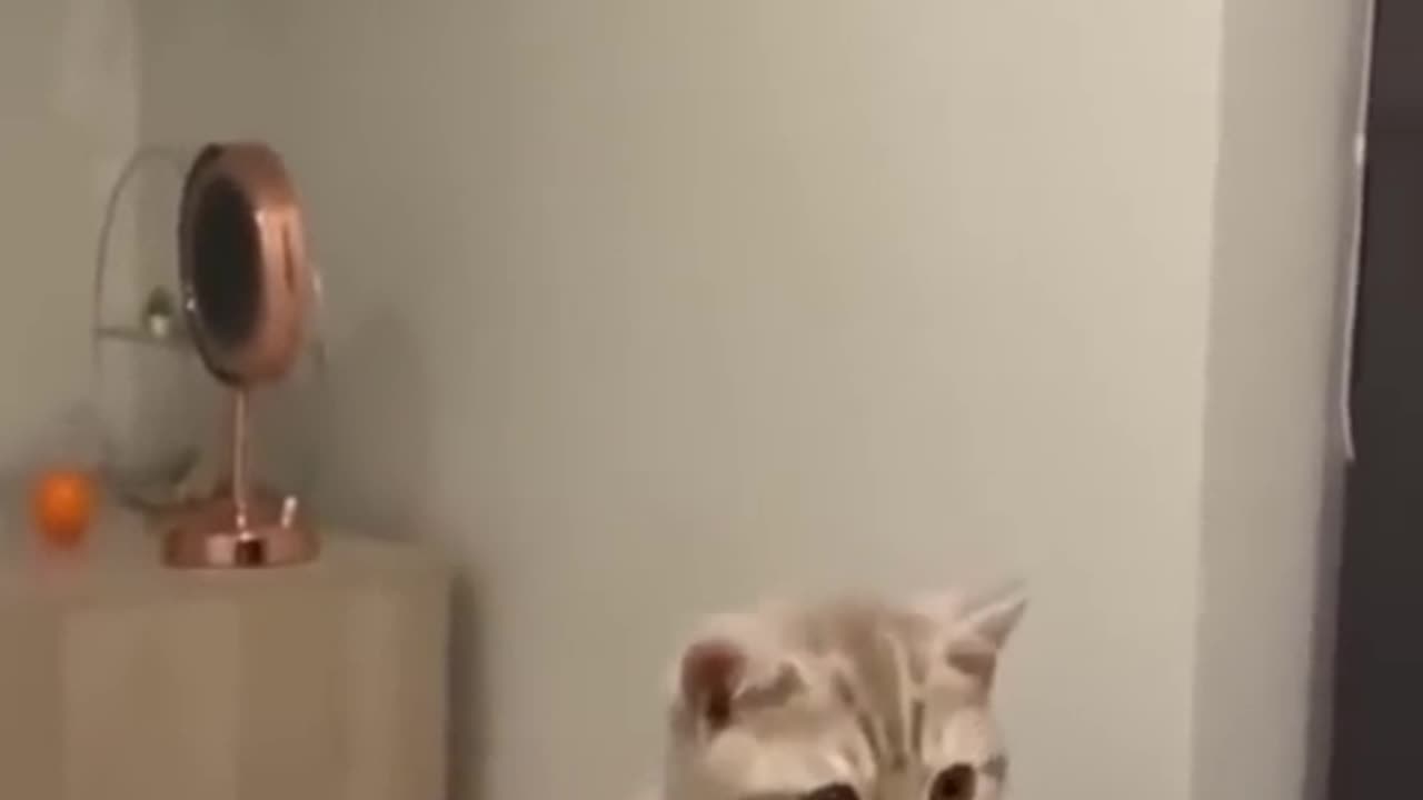 Funny cat 😻 moments