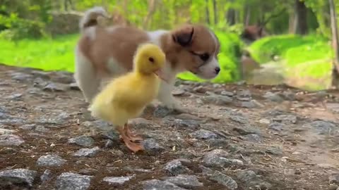 Cute puppy and chick playing