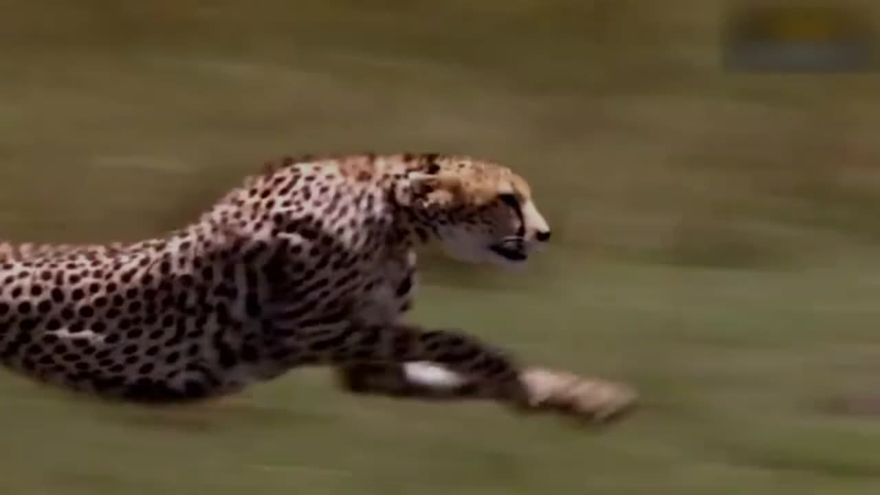 Mother Leopard Save Her Baby Fail and Hunt Eagle