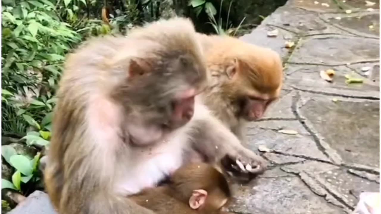 Daily Funny Animals & Cute Pets Viral Videos | Animals LOL Moments #funnyanimals #shorts