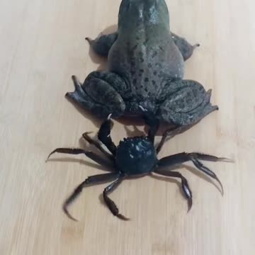 the battle between crabs and frogs
