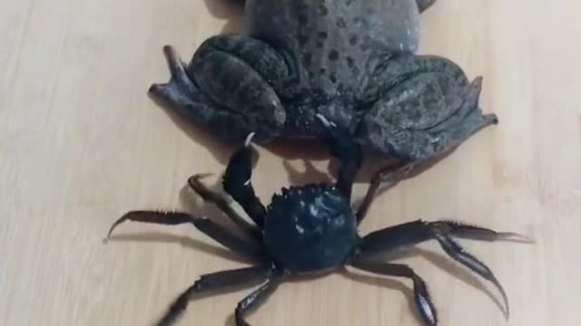 the battle between crabs and frogs