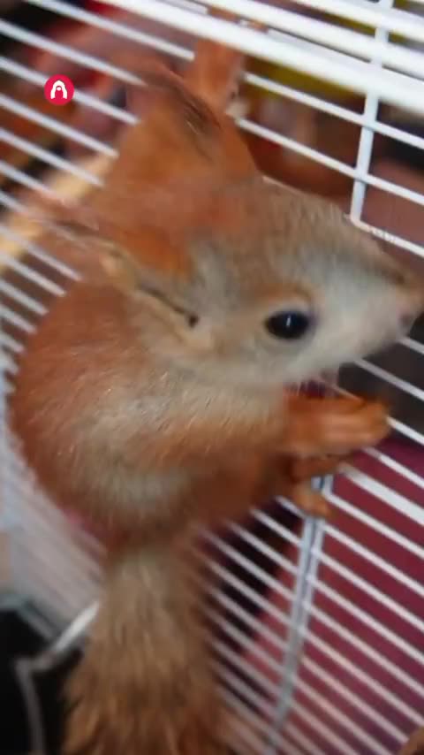 Providing temporary shelter to needy animals