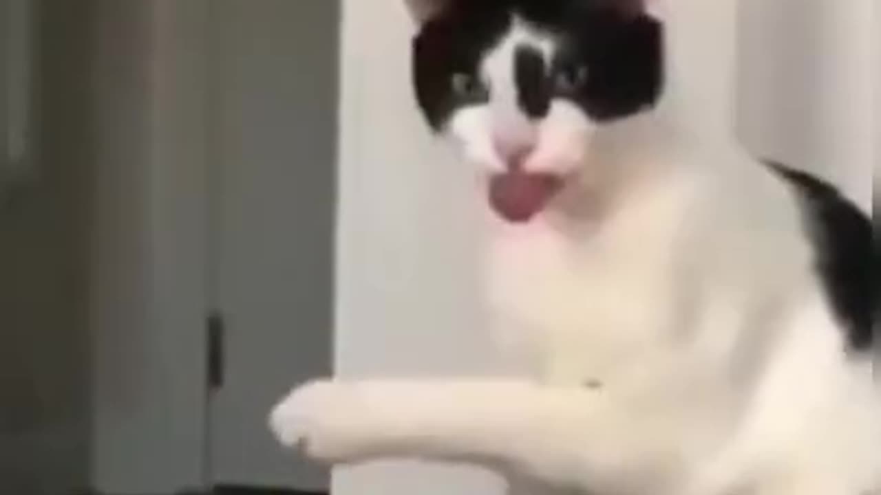 funnycat