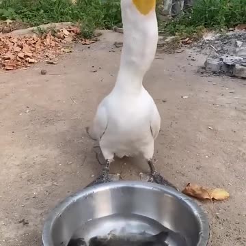 Cormorants eat two 30cm fish