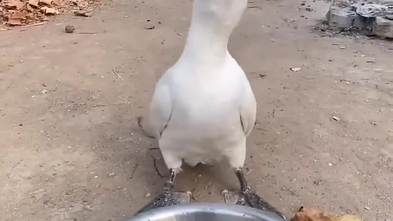 Cormorants eat two 30cm fish