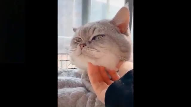 Omg! So Cute Pets ♥ Cute Baby Animals & Funny Pets Video Compilation