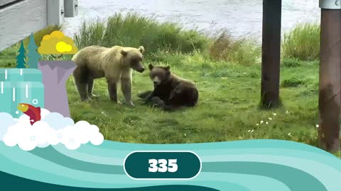 Fat Bear Week Contenders 2022 | Who Has Your Vote?