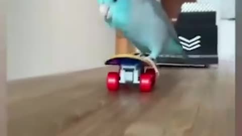 PARROT FUNNY VIDEO