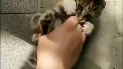 Cute little cat 😍