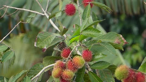 eating some rambutan 1