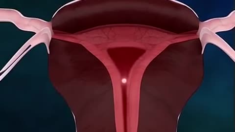 🖥3D animation of the female menstrual cycle