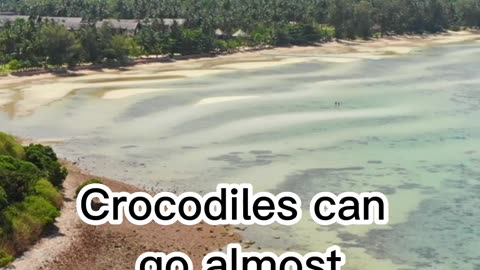 facts about crocodiles