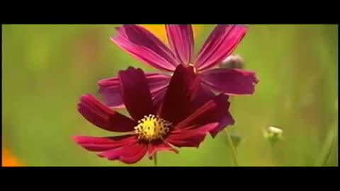 Vangelis ~ The Tao Of Love