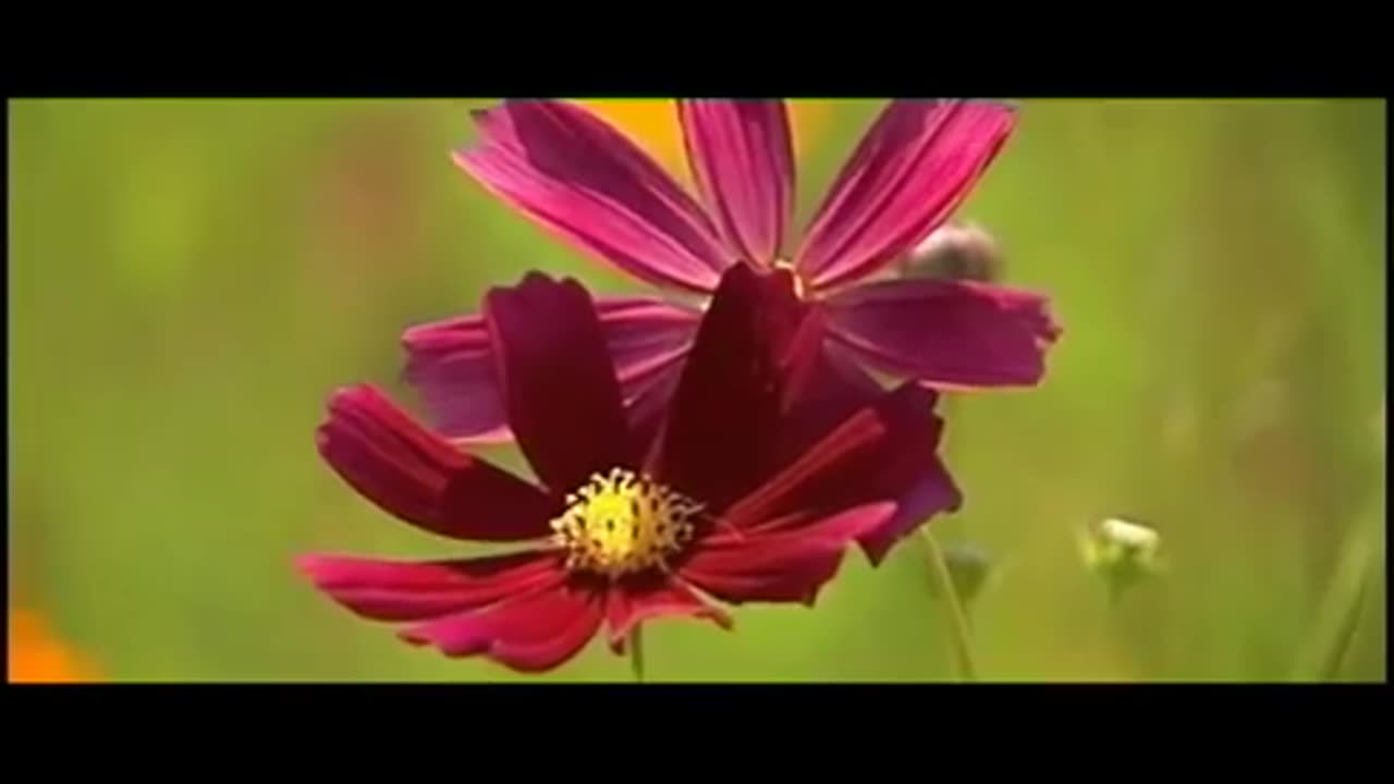 Vangelis ~ The Tao Of Love