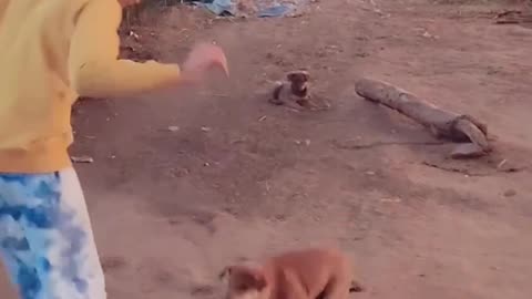 dog play with boy