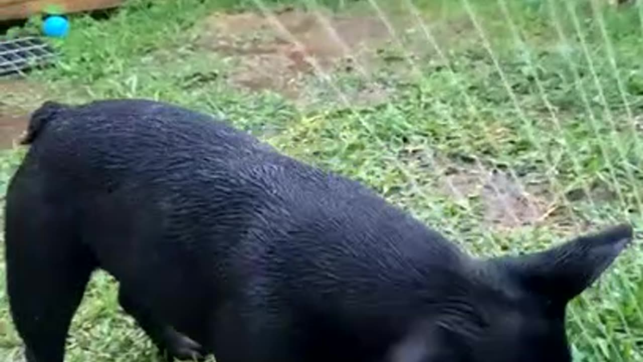 Adorable dog playing with water