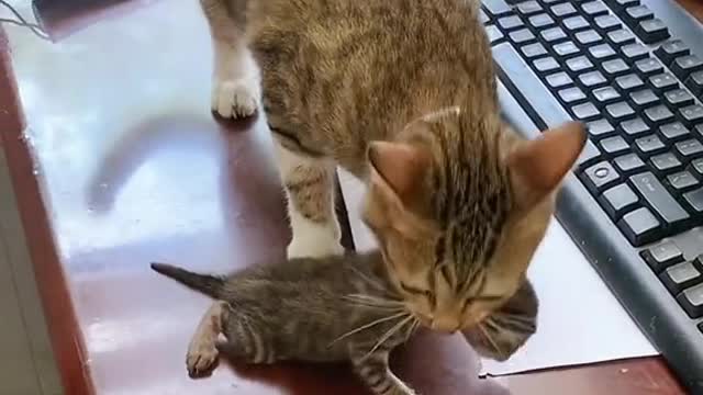 Don’t touch my baby…#pet #cat #catsoftiktok #funny #cute #foryou