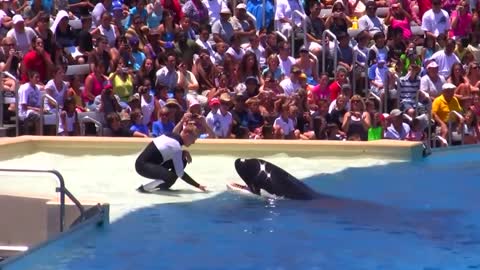 Seaworld SHAMU Killer Whale Show