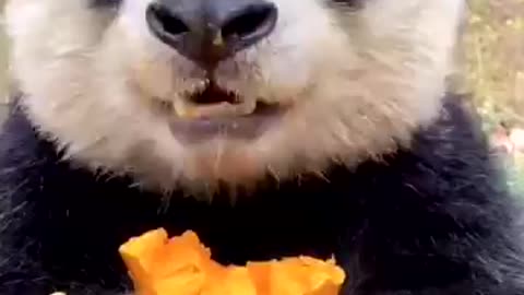 Pandanamic Bear