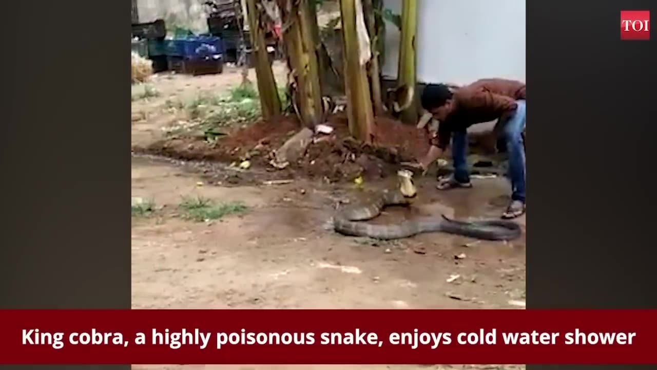 Watch: King cobra enjoys cold water shower wild creature