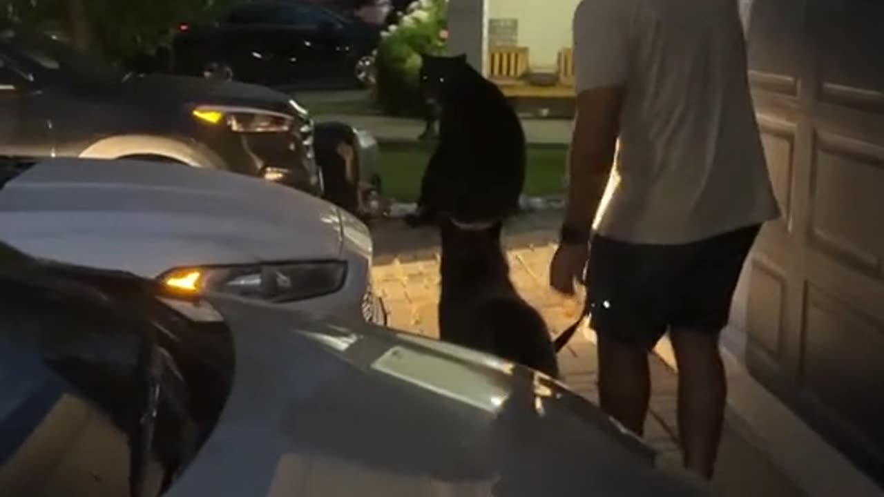 Bear... no joke
