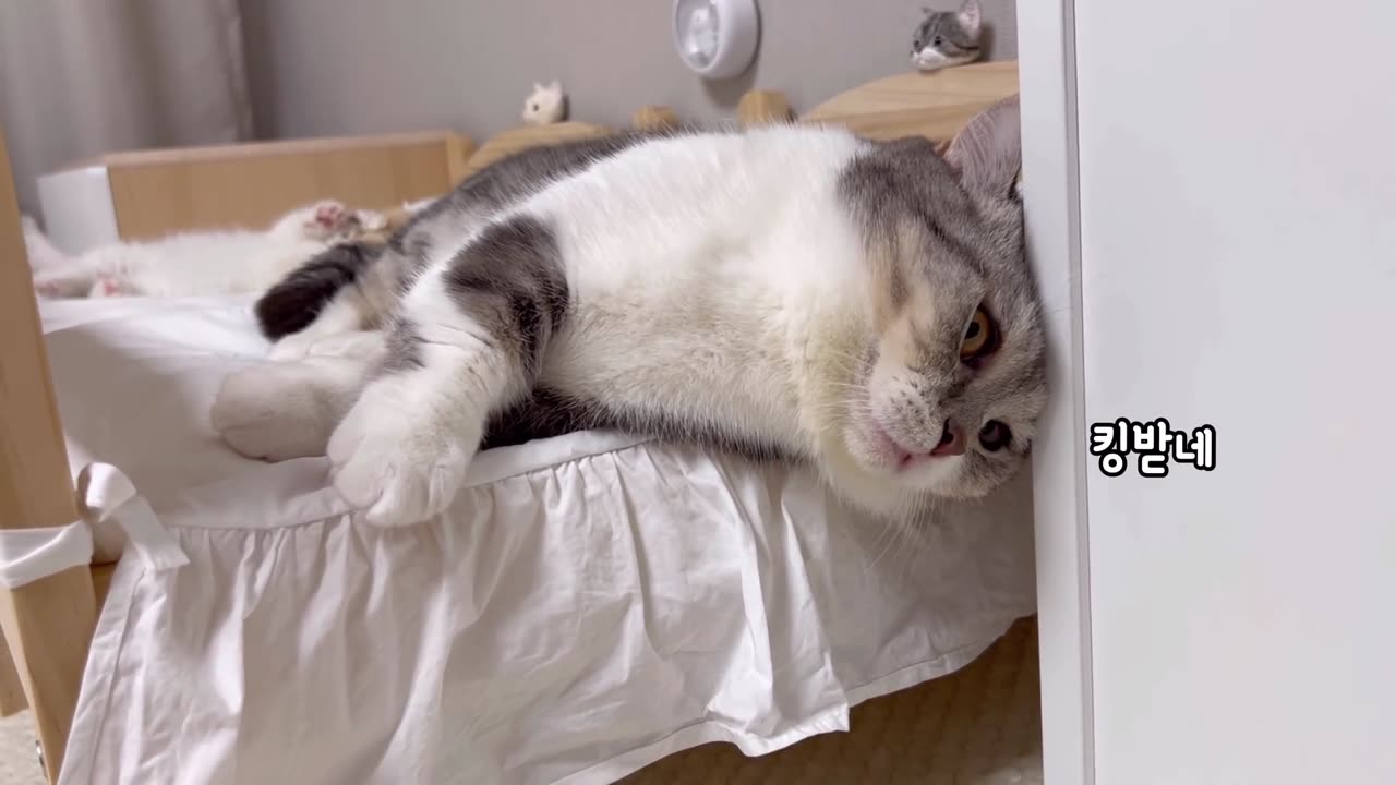 The cat using the bed better than the human being