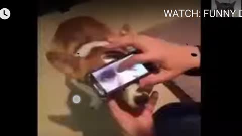 WATCH: FUNNY DOGS